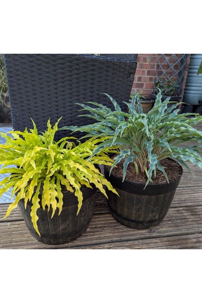 Хоста Паті Стрімерс у ланшафті